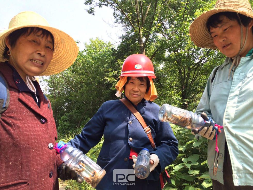 安徽女“药农”翻山越岭捉蜈蚣